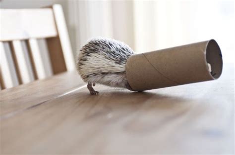 hedgehog tunnel | Baby hedgehog, Hedgehog, Pygmy hedgehog