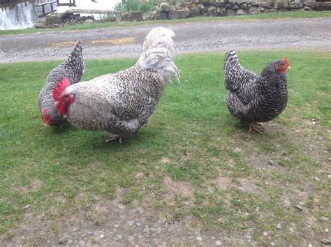 Caravaning Companions Chickens Animals Rooster