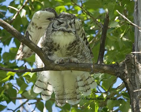 Ingham Nature Photography Inc Angelica Great Horned Owl Female