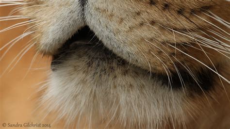 Wallpaper Closeup Lion Wildlife Fur Nose Zoo Whiskers Eye