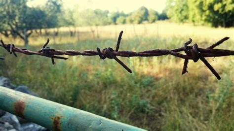 Free Images Tree Nature Grass Branch Fence Barbed Wire Vehicle