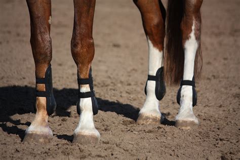 馬の豆知識 「みんなの乗馬」ブログ ページ 36