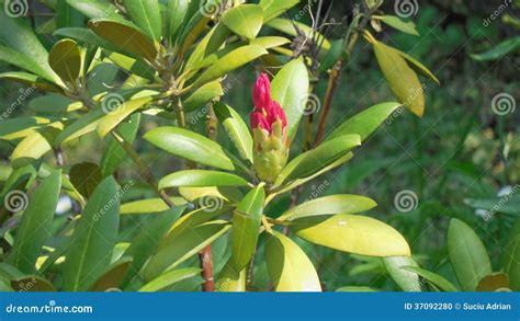 Ficus Flower Stock Photo Image Of Ficus Tree Grass 37092280