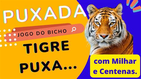 Puxada Do Tigre MILHAR E CENTENAS PUXADA DO TIGRE JOGO DO BICHO