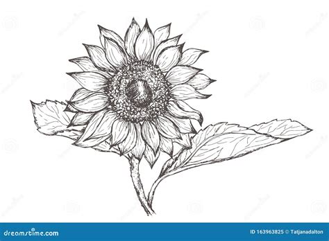 Sunflower Hand Drawn Line Vector Stock Vector Illustration Of Beauty