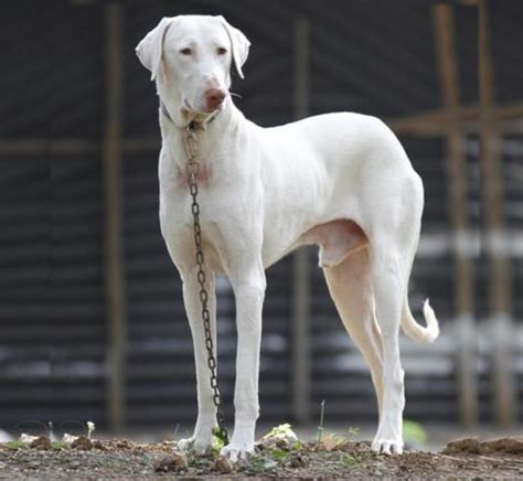 Huge White Dog Breeds