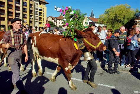 Pour Tout Savoir Sur Le Retour Des Alpages à Annecy Mon Grand Est