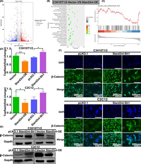 Stard3nl inhibits Wnt βcatenin signalling A A volcano plot of