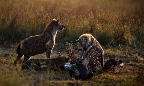 Dos Hienas Festejando Con Presas En Un Campo En Masai Mara Kenya Foto