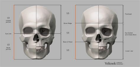 ArtStation - Proportions Guide of the Human Skull | Human anatomy drawing, Human skull, Skull