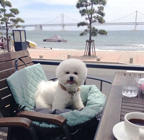 Bichon Frise | Bichon dog, Bichon frise dogs, Super cute puppies