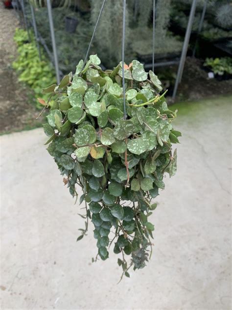 Charming Hoya Curtisii Full Plant 4 Pot Greenboog