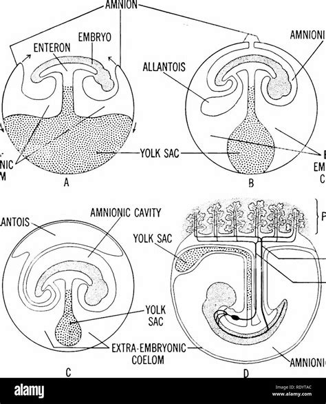 Principles Of Modern Biology Biology Reproduction In Multicellular