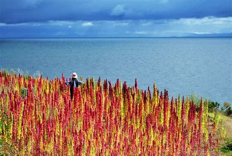 How To Grow Quinoa Growing Quinoa Balcony Garden Web