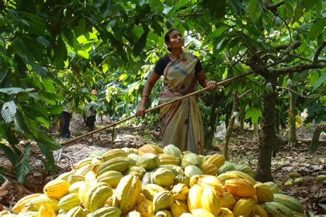 Cocoa Life Story Of Women Empowerment At The Centre Of A Sustainable