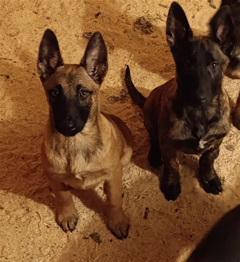 Owczarek Belgijski Malinois Niska Cena Na Allegro Pl