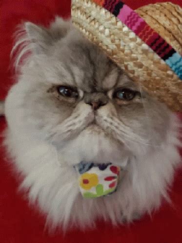 Sombrero Cat GIF - Sombrero Cat Cute - Discover & Share GIFs