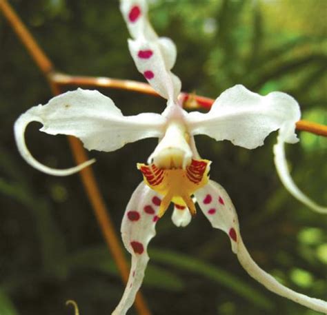 Reserva Ecol Gica Cotacachi Cayapas Sistema Nacional De Reas