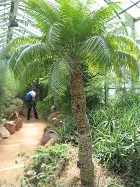 Madagascar Cycad Plant Care & Growing Basics: Water, Light, Soil ...