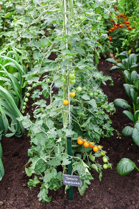 How To Grow Blight Resistant Tomatoes The English Garden