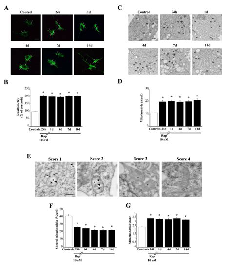 Rapamycin Persistently Increases The Number Of Mitochondria And