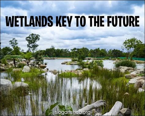 320 Useful Save Wetland Slogans And World Wetlands Day Quotes