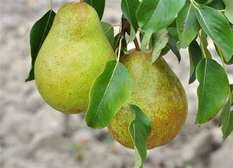 Pears Ripen On The Tree Branch Stock Image Image Of Farming Healthy