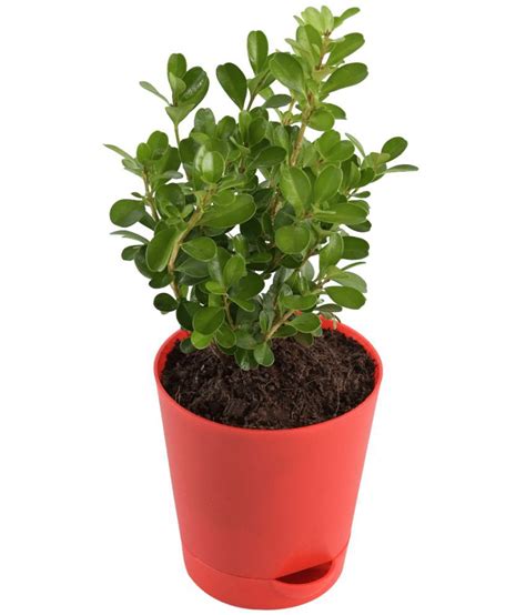 Buy Ugaoo Boxwood Buxus Natural Live Indoor Plant With Pot Online At