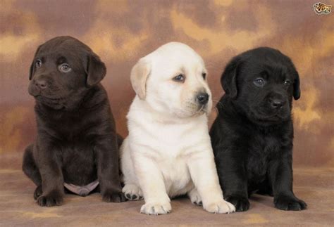 Beautifull Labrador Puppies