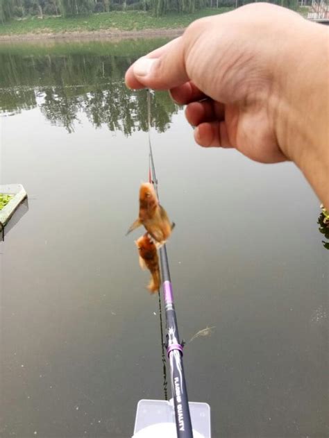 野釣釣魚為什麼釣不到大魚？ 每日頭條