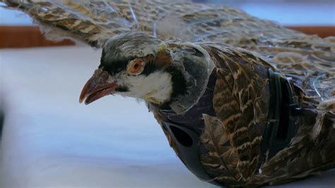 New Mexico Researchers Develop Taxidermy Bird Drones YouTube