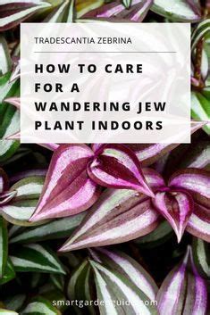 Purple And Green Plants With Text Overlay That Reads How To Care For