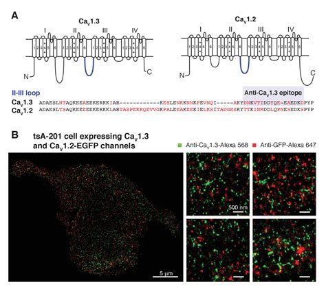 Figures And Data In Proximal Clustering Between Bk And Cav Channels