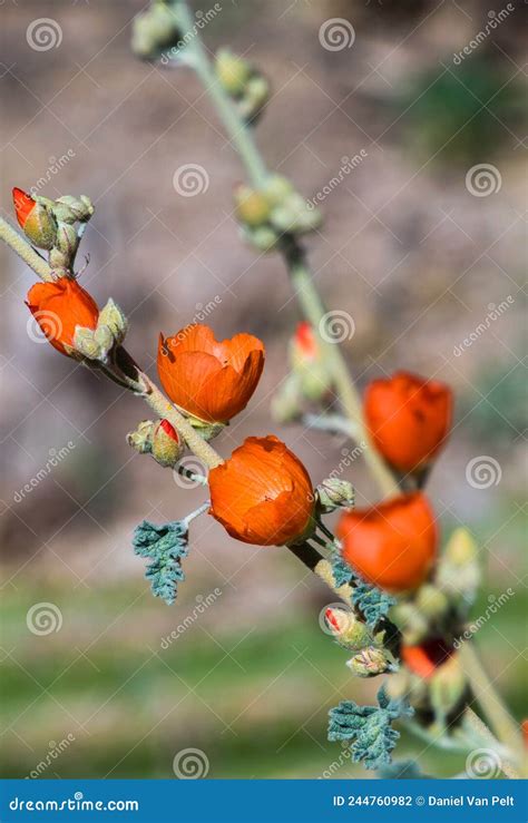 Orange Desert Globemallow Flowers And Buds Stock Photo Image Of