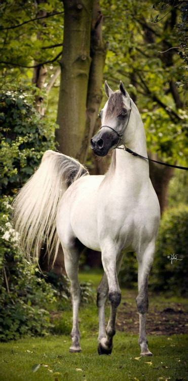 World Of Arabians Horses Beautiful Arabian Horses Arabian Horse