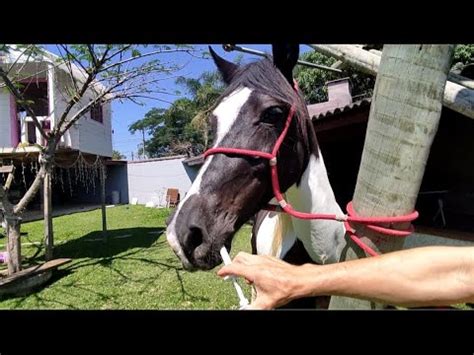 COMO VERMIFUGAR CAVALO VERMIFUGAMOS NOSSOS CAVALOS MANGALARGA