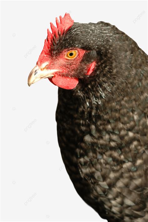 Freerange Chicken Beaks Fowl Feathers Fowl Chicken Egg Png