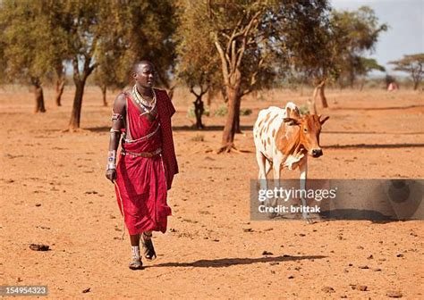 100 Maasai Tribesmen Herding Their Cattle Stock Photos, High-Res ...