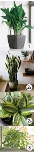 3 Super Easy Houseplants For Beginners Good Earth Garden Center