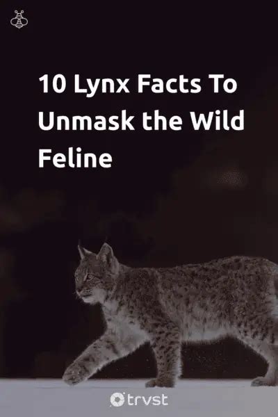 10 Lynx Facts To Unmask the Wild Feline