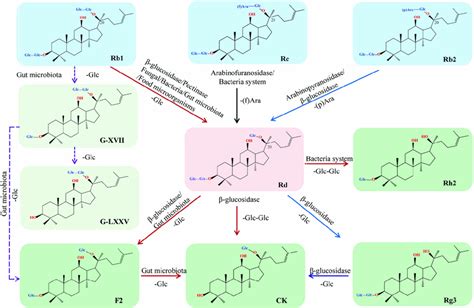 Schematic Illustration Of Biotransformation Of Major Ginsenosides Rb