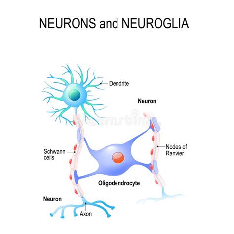 Neurons And Neuroglia Stock Vector Illustration Of Alzheimer 102341832