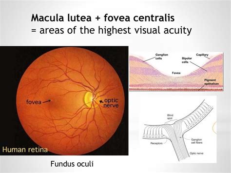 Fovea Centralis And Macula Lutea