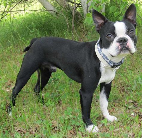 boston terrier info size temperament lifespan cost  pictures