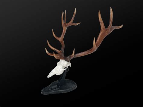 Mini Elk Skull And Antlers Miniature Elk Mount Kit Etsy