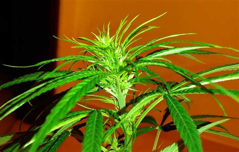 How To Tell Sex Of Cannabis Plants With Pictures Grow Weed Easy