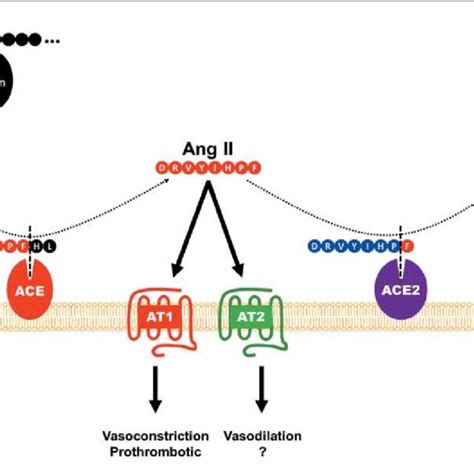 Pdf The Angiotensin Converting Enzyme 2angiotensin 17mas