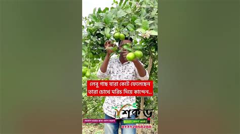 লেবু গাছ যারা কেটে ফেলেছেন তারা চোখে মরিচ দিয়ে কান্দেন লেবু এখন ৬