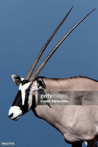 69 Gemsbok Face Stock Photos High Res Pictures And Images Getty Images