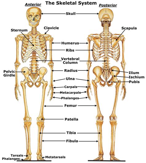 The Skeletal System Diagram Quizlet